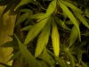 large lower leaf.jpg