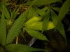 lower leaf.jpg