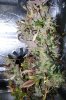 DSC01668.jpg