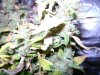 DSC01646.jpg
