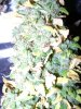 DSC01647.jpg