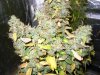 DSC01678.jpg