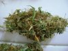 DSC01741.jpg