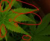 whitespots.jpg