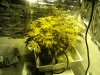 week2 close up...jpg