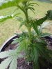 DSC00850.jpg