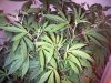 IMG00146-20100525-2353.jpg