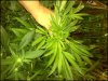mutantplant1.jpg mutantplant1.jpg
