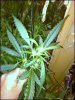 Motherplant.jpg Motherplant.jpg
