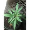 first grow3.jpg