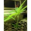 first grow2.jpg