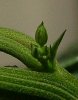 DSCF2919 cropped.jpg