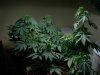 end of grow period 002.JPG