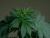 end of grow period 008.JPG