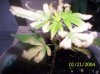 clones 006.jpg