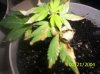 clones 007.jpg
