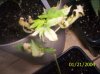 clones 008.jpg