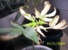 clones 009.jpg