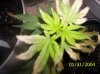 clones 010.jpg