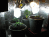 Picture-011.gif
