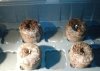 170308 peat pellets.JPG