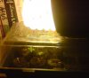 200308 shoots first light.JPG