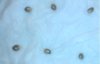130308 Seeds ready for germ.JPG