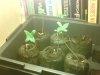 2300308 one week from germ.JPG