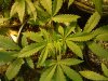 marijuana 013.jpg