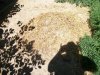 compost 1.jpg compost 1.jpg