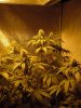 Bagseed Right.jpg