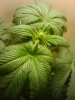 2010-06-27 14.33.46.jpg