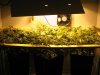 Flowering Day 16.jpg Flowering Day 16.jpg