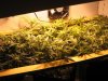 Flowering Day 16 Side.jpg Flowering Day 16 Side.jpg