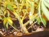 No.1 Flowering Day 16.jpg No.1 Flowering Day 16.jpg