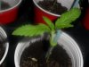 Biggest Plant.jpg