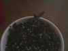 Sprouts06.jpg