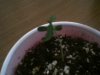 Sprouts08.jpg