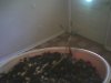 Sprouts07.jpg