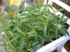 DSCN0201.jpg