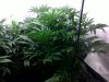 25062008269.jpg