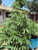 purple diesel.jpg purple diesel.jpg