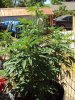 N Y sour diesel.jpg N Y sour diesel.jpg
