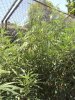 wilted leaves.jpg wilted leaves.jpg