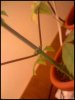 newgrowth2.jpeg
