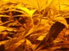 nugpron 005.jpg