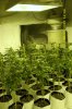 3 wks, 2 days into bloom (16).jpg