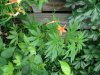 DSC02184.jpg
