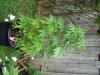 DSC02187.jpg