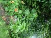 DSC02186.jpg